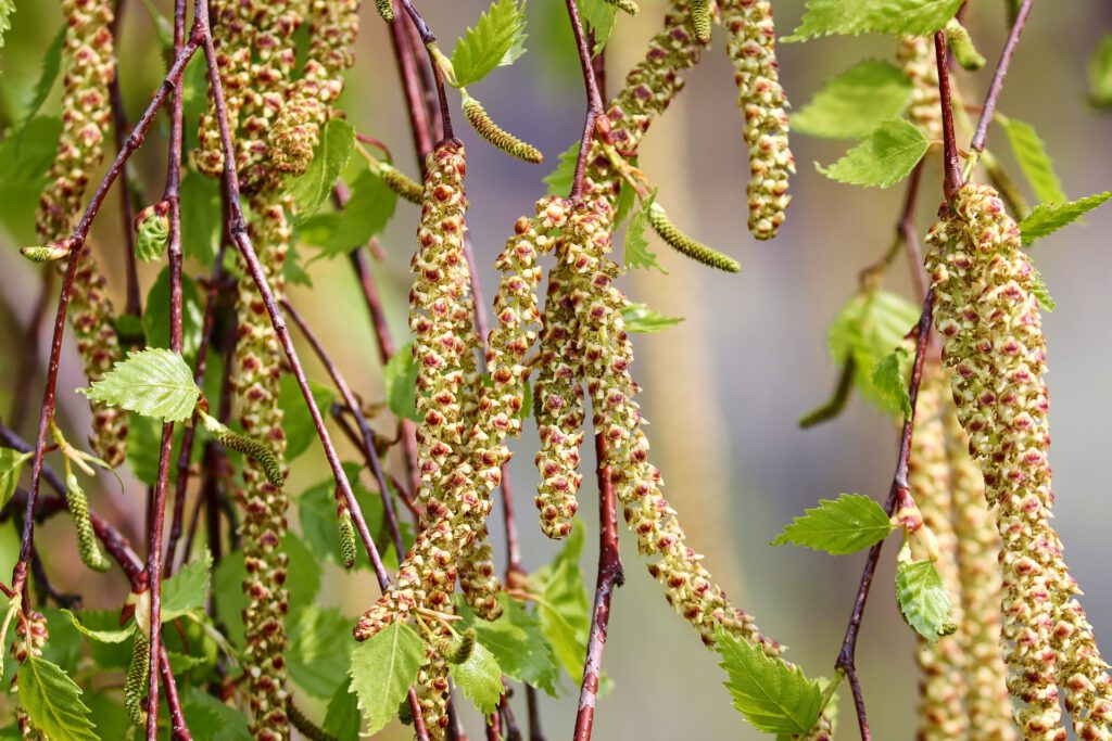Eine blühende Birke im Frühling