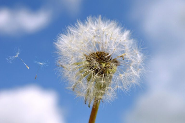 Eine Pusteblume vor blauem Himmel