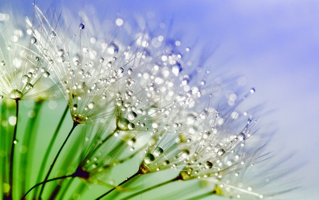 Nahaufnahme von Pusteblumen mit Wassertropfen vor einem blau-grünen Hintergrund.