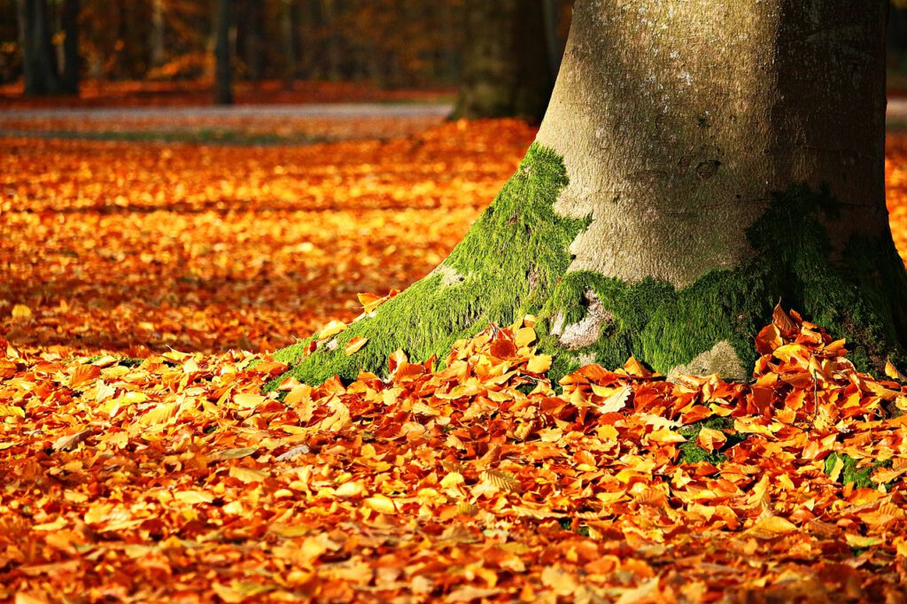 Ein stattlicher Baum mit herabgefallenen, bunten Blättern auf dem Boden, als herbstliche Metapher für nachlassende Kraft an den Wurzeln.
