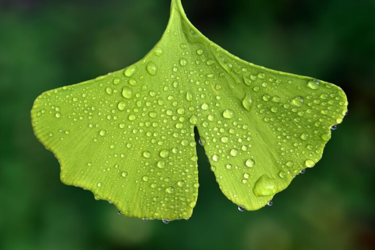 Ein leuchtendes, grünes Ginkgo-Blatt mit klaren Wassertropfen vor einem dunklen Hintergrund.