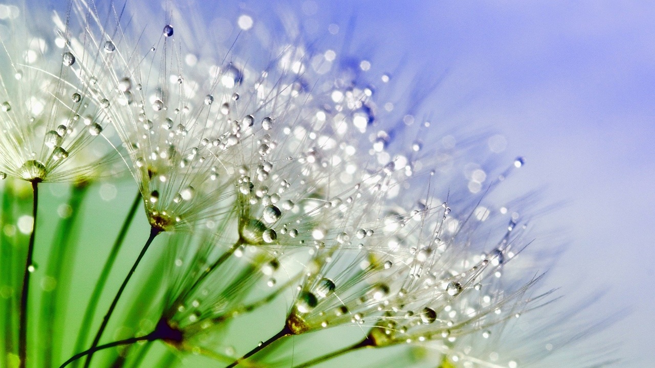 Nahaufnahme von Pusteblumen mit kleinen Wassertropfen vor einem unscharfen, blau-grünen Hintergrund.