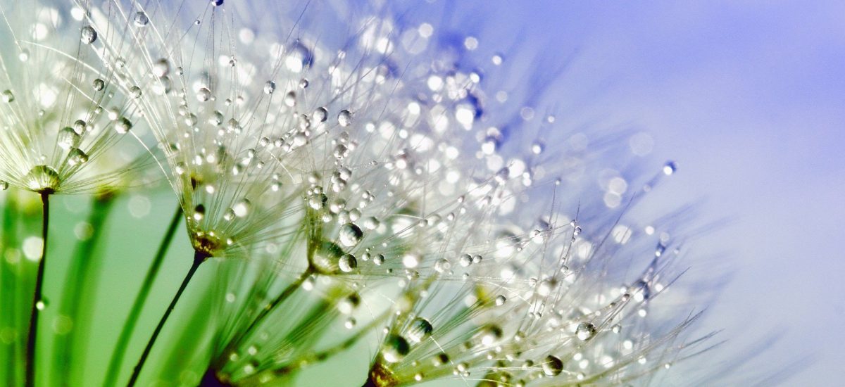 Cell-Re-Active-Gesundheitstraining Nahaufnahme von vielen Pusteblumen, auf deren Samen Wassertropfen funkeln.
